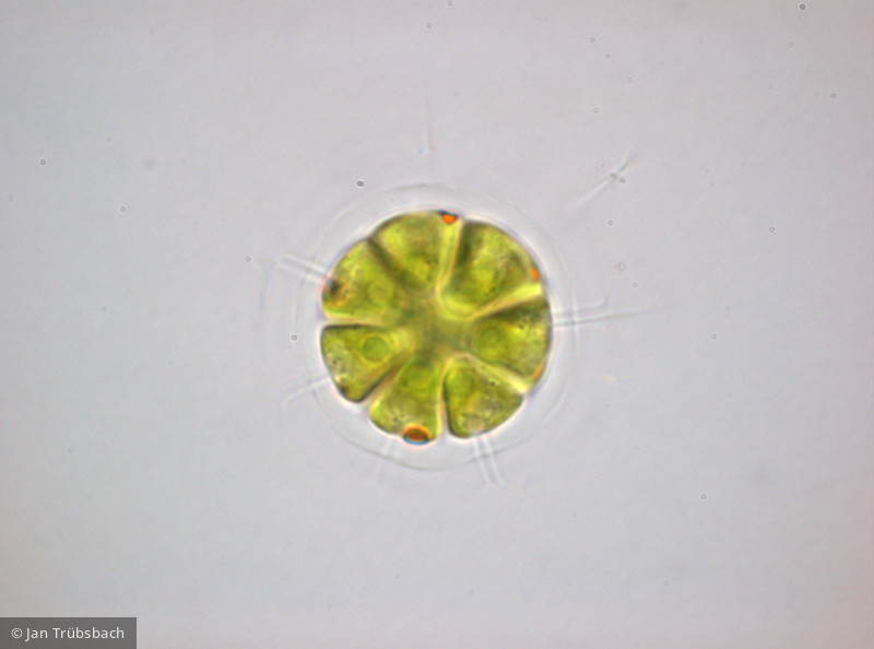 Pandorina_morum_1276870221 - Chlorophyta Chlorophyceae Volvocales Pandorina morum