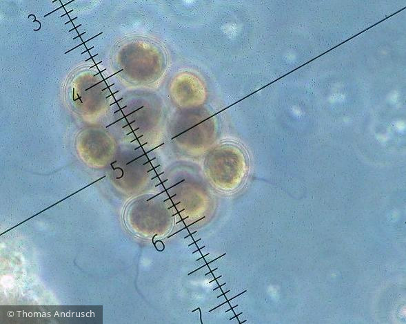 Chlorophyta Chlorophyceae Volvocales Pandorina morum