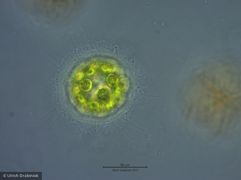 Chlorophyta Chlorophyceae Volvocales Pandorina morum