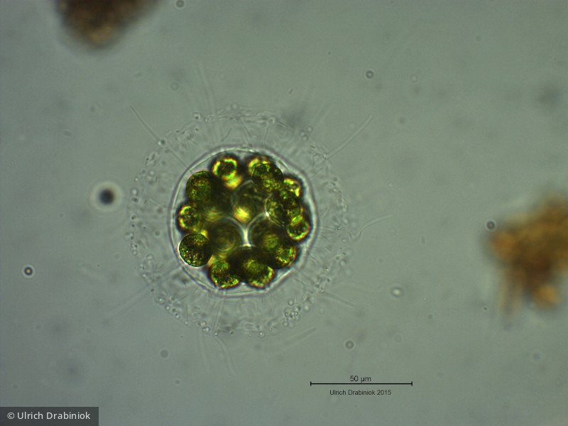 Chlorophyta Chlorophyceae Volvocales Pandorina morum