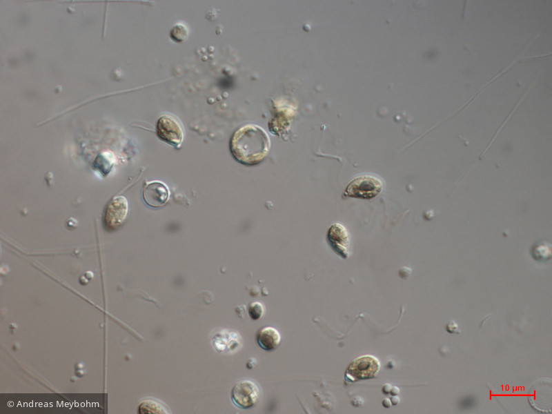 Rhodomonas_lacustris var. nannoplanctica_1271085679 - Cryptophyceae Cryptophyceae Cryptomonadales Plagioselmis nannoplanctica