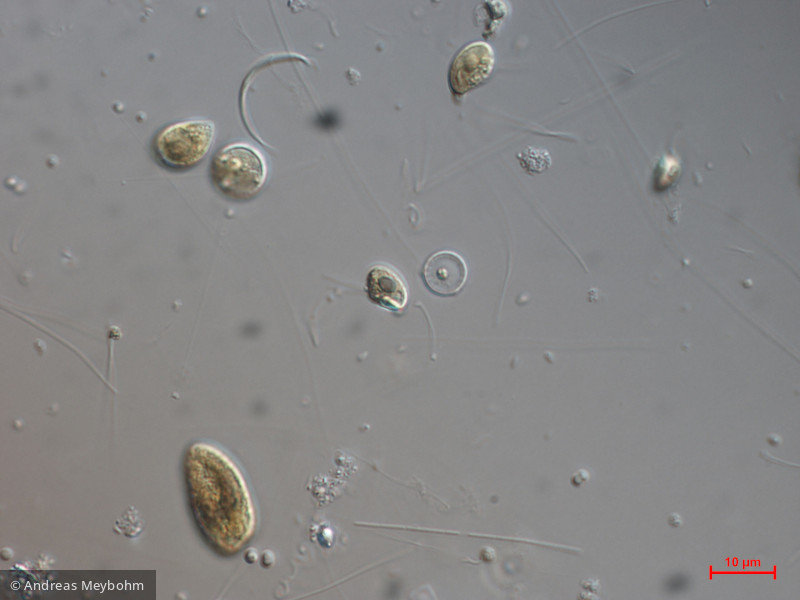 Rhodomonas_lacustris var. nannoplanctica_1271085854 - Cryptophyceae Cryptophyceae Cryptomonadales Plagioselmis nannoplanctica