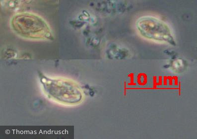 Cryptophyceae Cryptophyceae Cryptomonadales Plagioselmis nannoplanctica