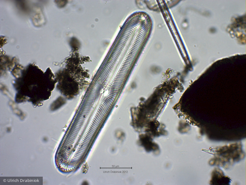 Heterocontophyta Bacillariophyceae Pennales Pinnularia neomajor var. neomajor