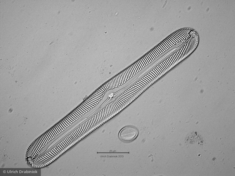 Heterocontophyta Bacillariophyceae Pennales Pinnularia neomajor var. neomajor