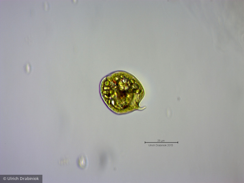 Euglenophyta Euglenophyceae Euglenales Phacus pleuronectes