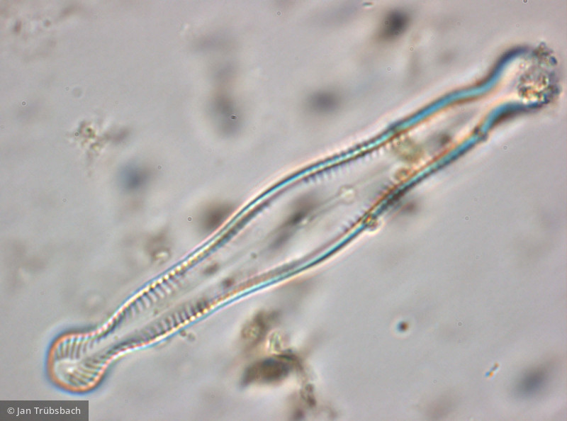 Pinnularia_polyonca_1270825590 - Heterocontophyta Bacillariophyceae Pennales Pinnularia polyonca