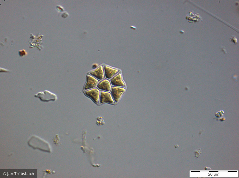 Chlorophyta Chlorophyceae Chlorococcales Pediastrum privum