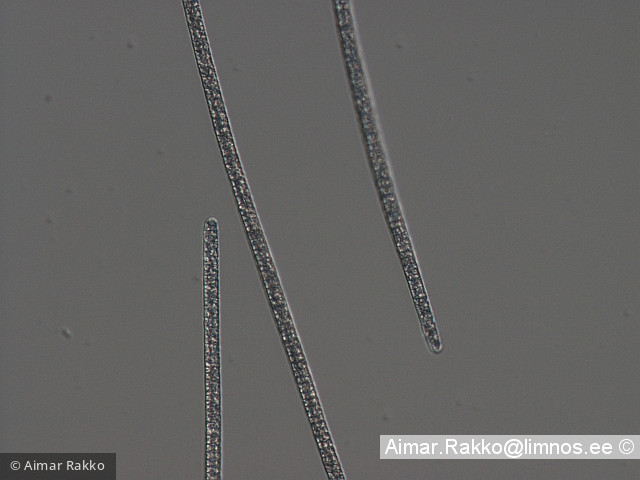 Planktothrix_prolofica_1232009100 - Cyanobacteria Cyanobacteria Oscillatoriales Planktothrix prolifica