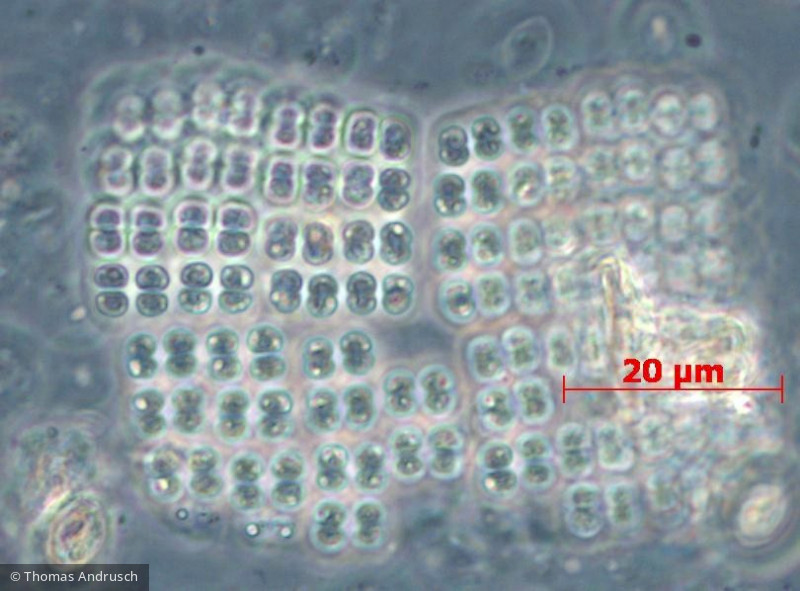Cyanobacteria Cyanobacteria Chroococcales Merismopedia punctata
