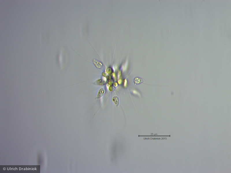 Chlorophyta Chlorophyceae Chlorococcales Micractinium pusillum