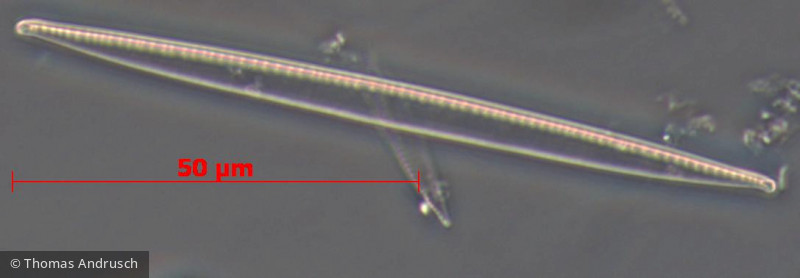 Heterocontophyta Bacillariophyceae Pennales Nitzschia recta