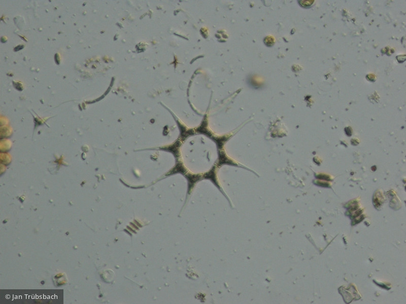Pediastrum_simplex - Chlorophyta Chlorophyceae Chlorococcales Monactinus simplex