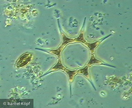 Pediastrum_simplex_1229425591 - Chlorophyta Chlorophyceae Chlorococcales Monactinus simplex