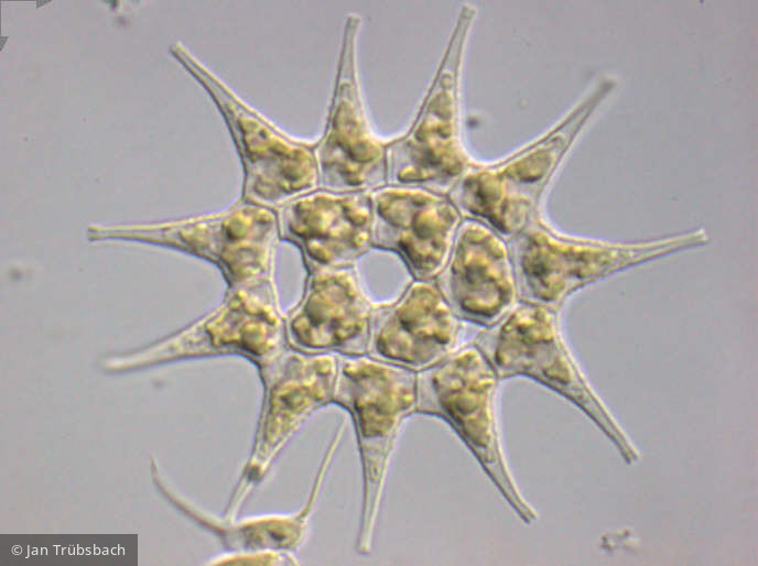 Pediastrum_simplex_1252068049 - Chlorophyta Chlorophyceae Chlorococcales Monactinus simplex