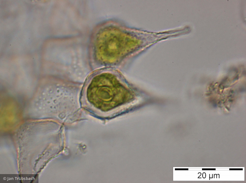 Pediastrum_simplex_1252333117 - Chlorophyta Chlorophyceae Chlorococcales Monactinus simplex