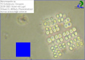 Merismopedia_sp._1238675077