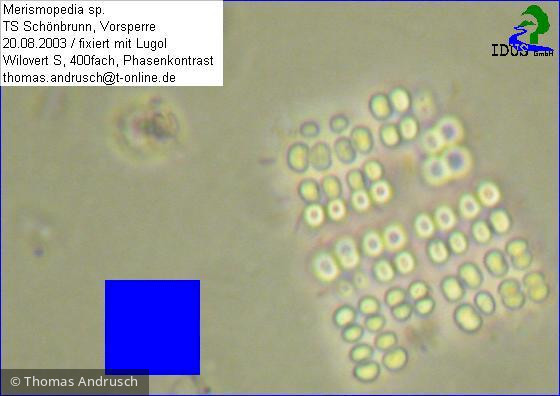 Merismopedia_sp._1238675077 - Cyanobacteria Cyanobacteria Chroococcales Merismopedia sp.