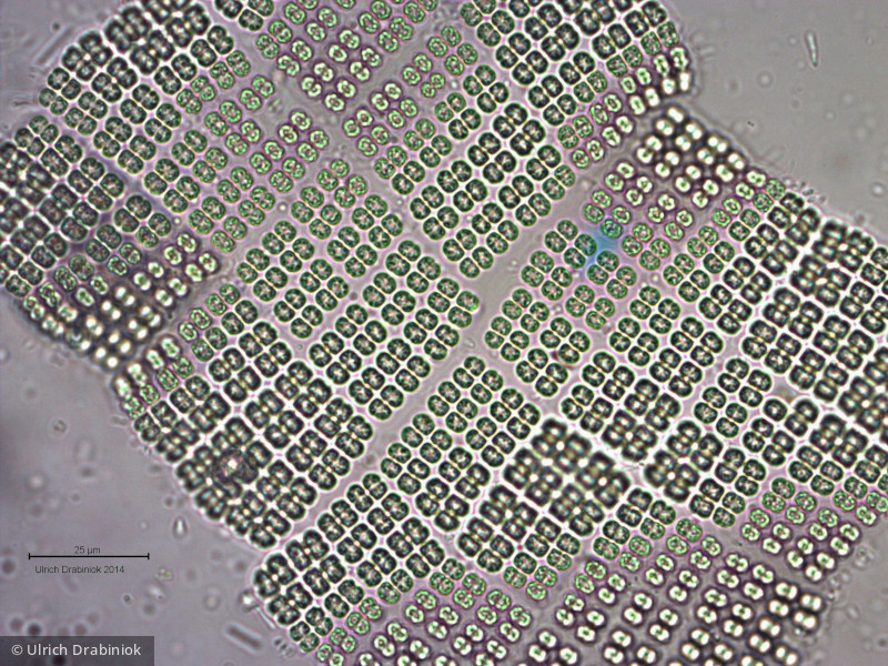 Cyanobacteria Cyanobacteria Chroococcales Merismopedia sp.