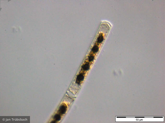 Mougeotia_sp._1252917973 - Chlorophyta Conjugatophyceae Zygnematales Mougeotia sp.