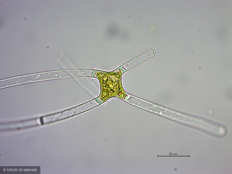 Chlorophyta Conjugatophyceae Zygnematales Mougeotia sp.