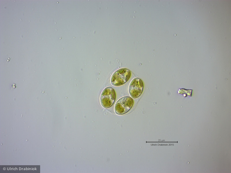 Chlorophyta Chlorophyceae Chlorococcales Oocystis sp.