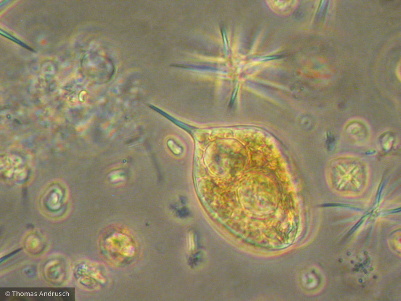 Euglenophyta Euglenophyceae Euglenales Phacus sp.