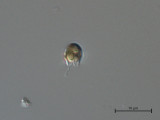 Pseudokephyrion_sp._1260526672