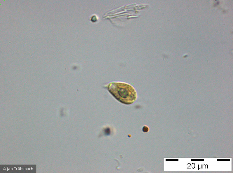 Cryptomonadales_Rhodomonas_1248427569 - Cryptophyceae Cryptophyceae Cryptomonadales Rhodomonas sp.