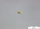 Rhodomonas_sp._1248429705