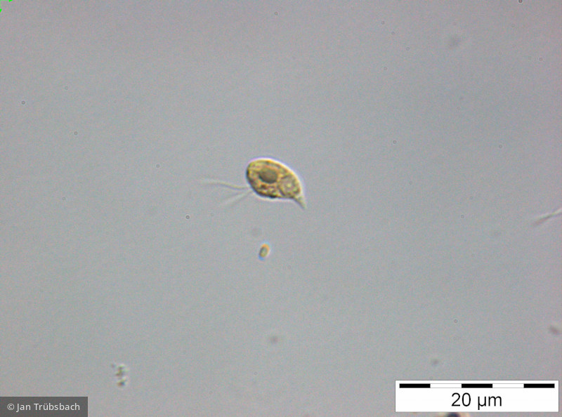 Rhodomonas_sp._1248429705 - Cryptophyceae Cryptophyceae Cryptomonadales Rhodomonas sp.