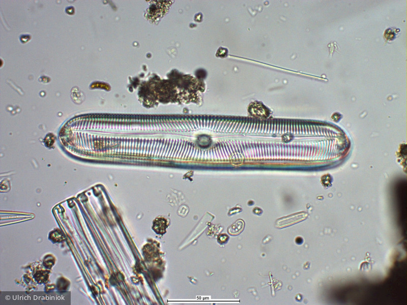 Heterocontophyta Bacillariophyceae Pennales Pinnularia sp.