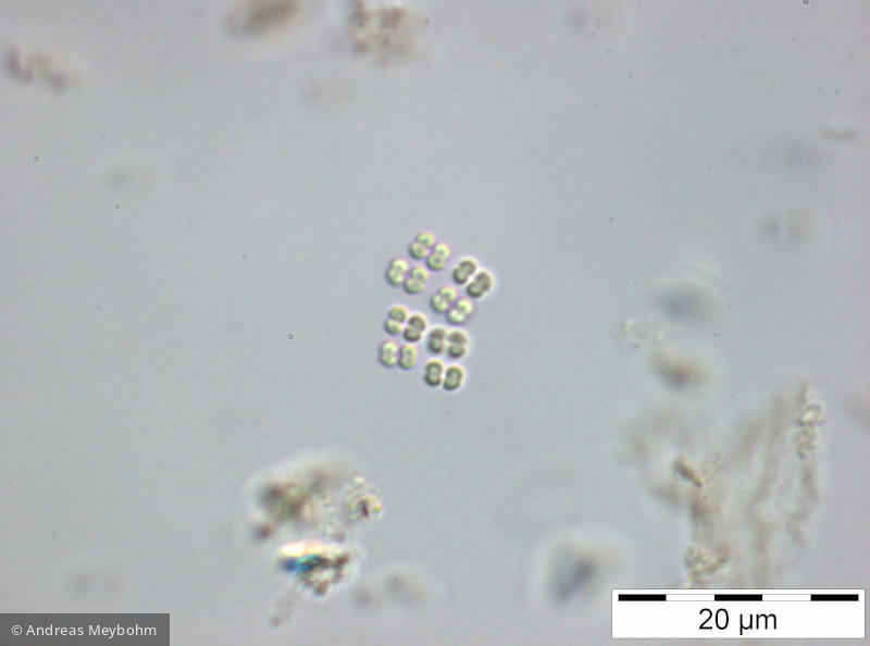 Merismopedia_tenuissima_1251457535 - Cyanobacteria Cyanobacteria Chroococcales Merismopedia tenuissima