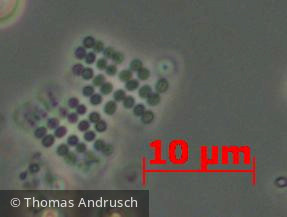 Cyanobacteria Cyanobacteria Chroococcales Merismopedia tenuissima