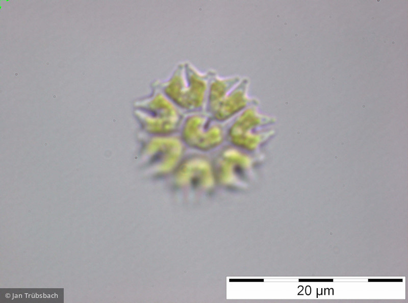Pediastrum_tetras_1250854870 - Chlorophyta Chlorophyceae Chlorococcales Stauridium tetras