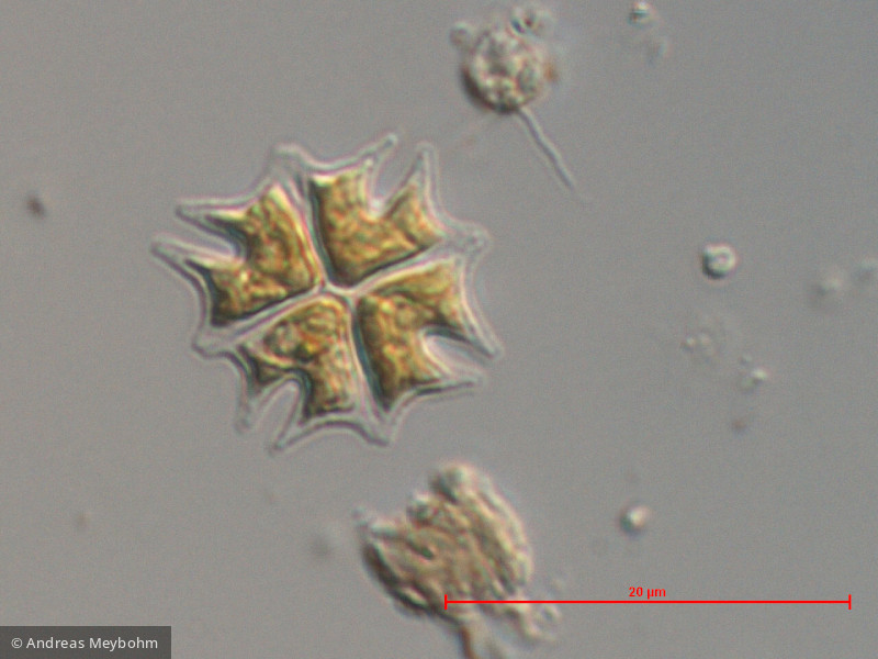 Chlorophyta Chlorophyceae Chlorococcales Stauridium tetras