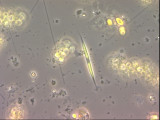 Monoraphidium_tortile_1289546497