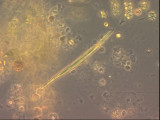 Monoraphidium_tortile_1289546700
