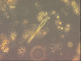 Monoraphidium_tortile_1289546771