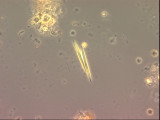 Monoraphidium_tortile_1289546832