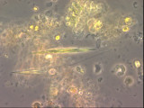 Monoraphidium_tortile_1289547050
