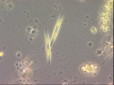 Monoraphidium_tortile_1289547106