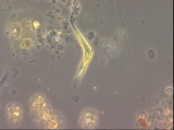 Monoraphidium_tortile_1289547171
