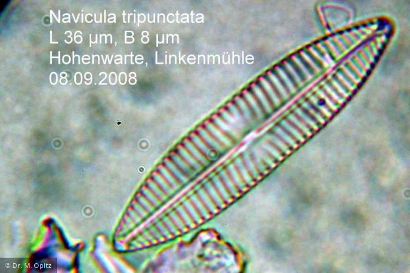 Navicula_tripunctata_1231257644 - Heterocontophyta Bacillariophyceae Pennales Navicula tripunctata
