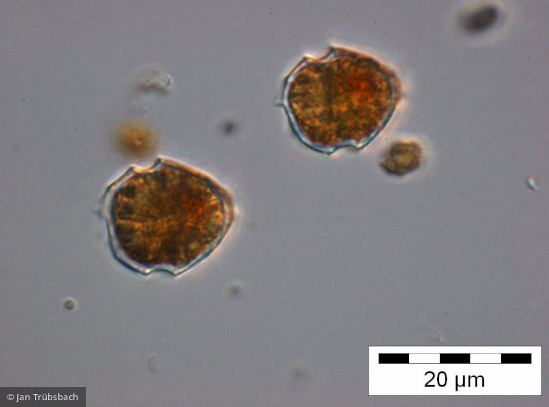 Peridinium_umbonatum_1255347446 - Dinophyta Dinophyceae Peridiniales Parvodinium umbonatum