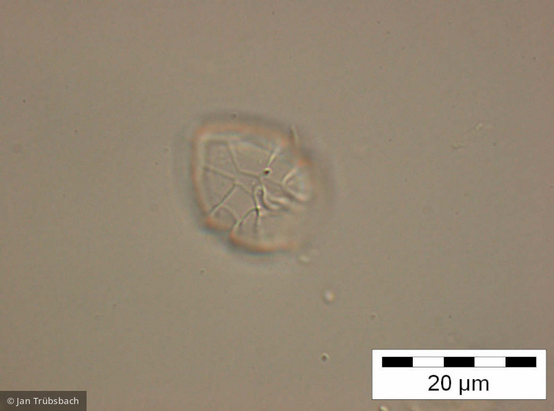 Peridinium_umbonatum_1255347735 - Dinophyta Dinophyceae Peridiniales Parvodinium umbonatum