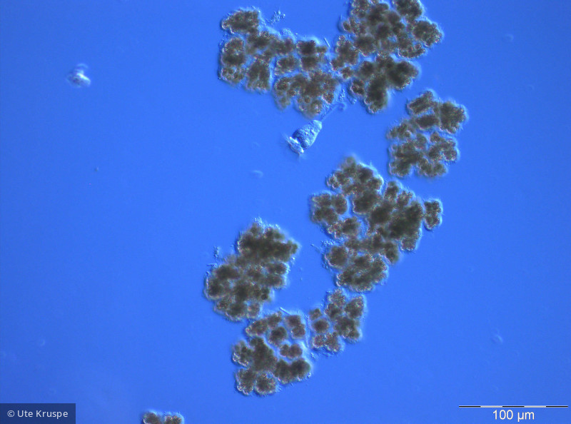 Microcystis_viridis_1236687465 - Cyanobacteria Cyanobacteria Chroococcales Microcystis viridis