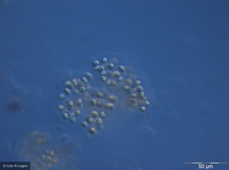 Microcystis_viridis_1251708479 - Cyanobacteria Cyanobacteria Chroococcales Microcystis viridis