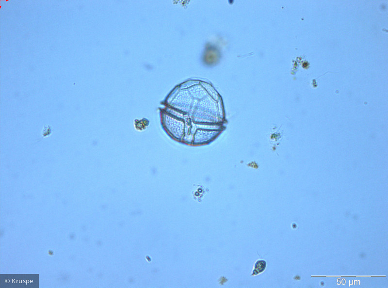 Peridinium_volzii_1260788782 - Dinophyta Dinophyceae Peridiniales Peridinium volzii