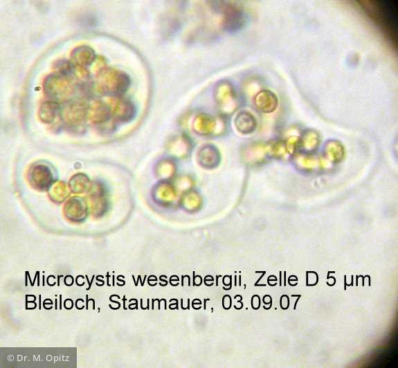 Microcystis_wesenbergii_1233299273 - Cyanobacteria Cyanobacteria Chroococcales Microcystis wesenbergii
